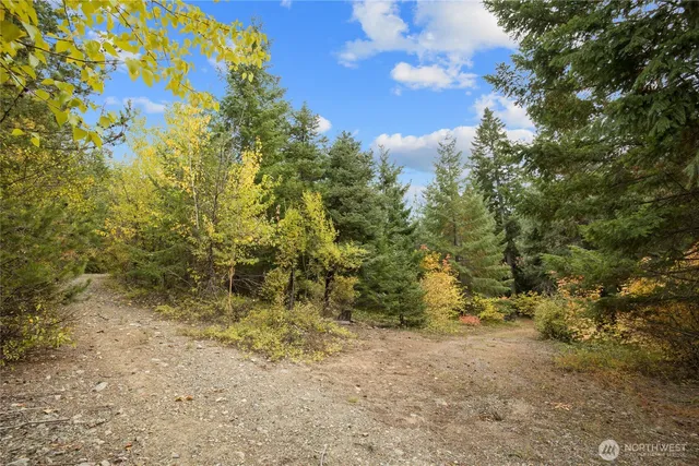 a view of a forest with trees