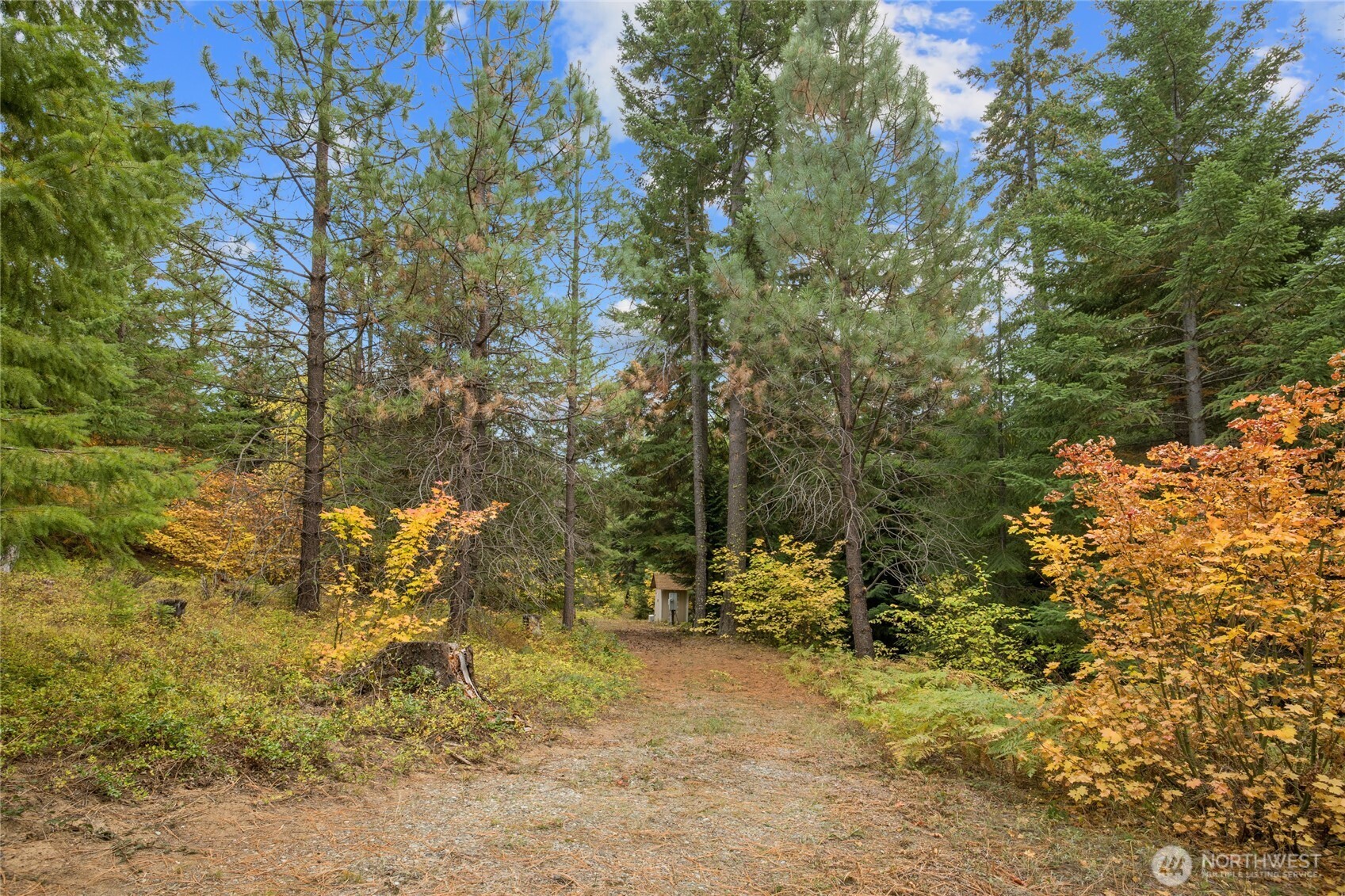 808 4517th Cle Elum, WA 98922 - Photo 7 of 28 a view of tree covered with tall trees