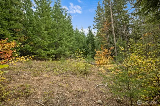 a view of a yard with plants and trees