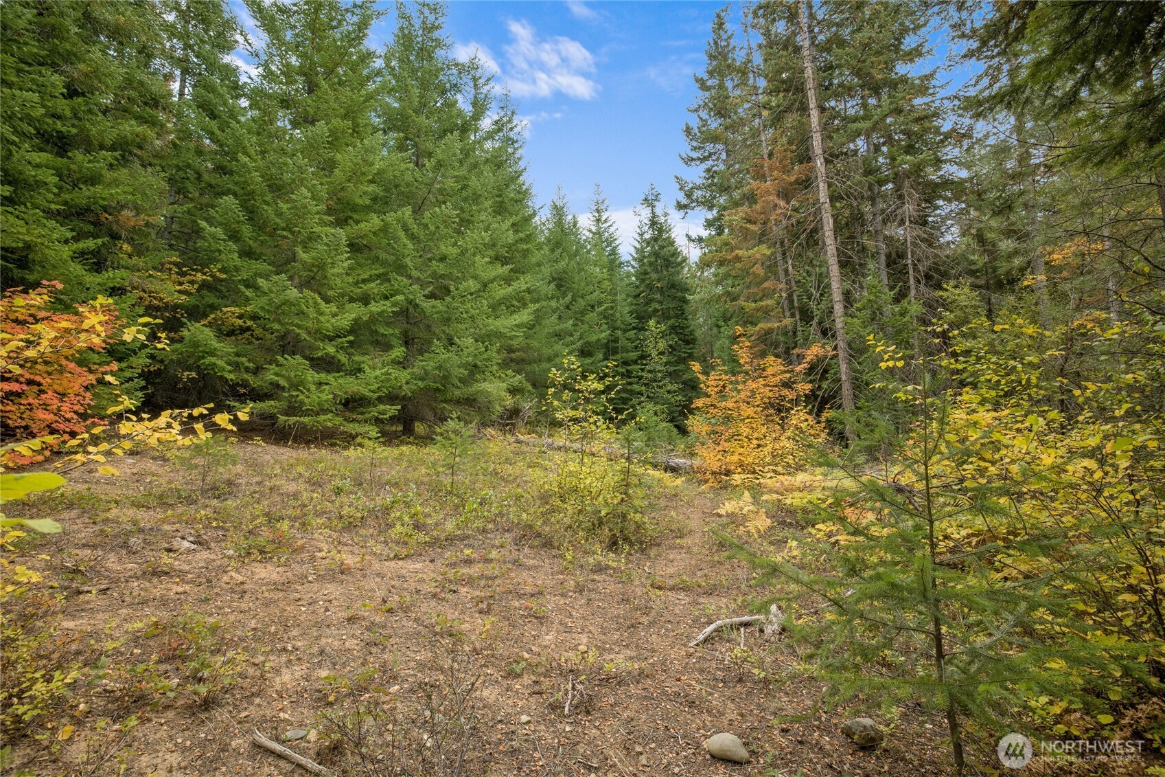 808 4517th Cle Elum, WA 98922 - Photo 10 of 28 a view of a yard with plants and trees