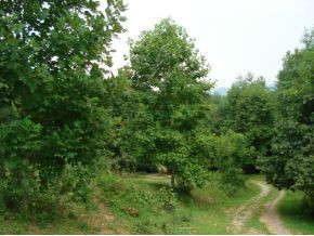 N North Of Piney Grove Road Hampton, TN 37658 - Photo 5 of 8 Photo 5