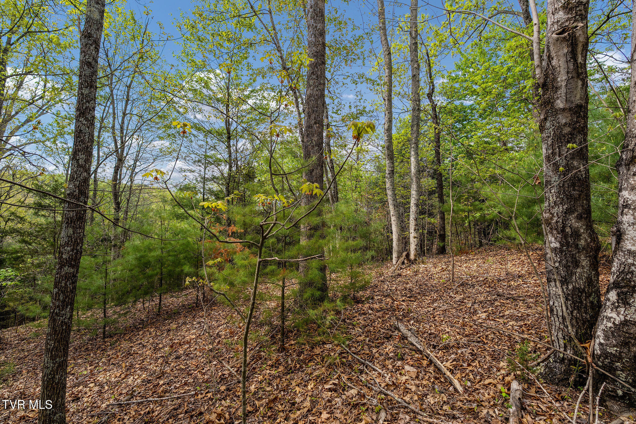Tbd Lacy Hollow Road Elizabethton, TN 37643 - Photo 25 of 30 DSC03934