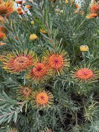 $4,950 | 1141 Lower Kimo Drive, Kula, HI 96790