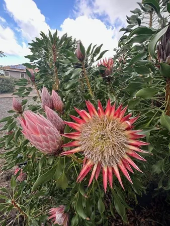 $4,950 | 1141 Lower Kimo Drive, Kula, HI 96790