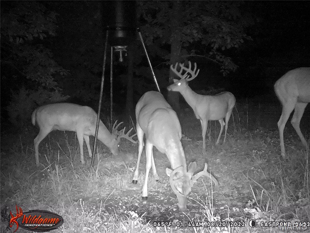 1 Ripley Route Gatewood, MO 63942 - Photo 18 of 19