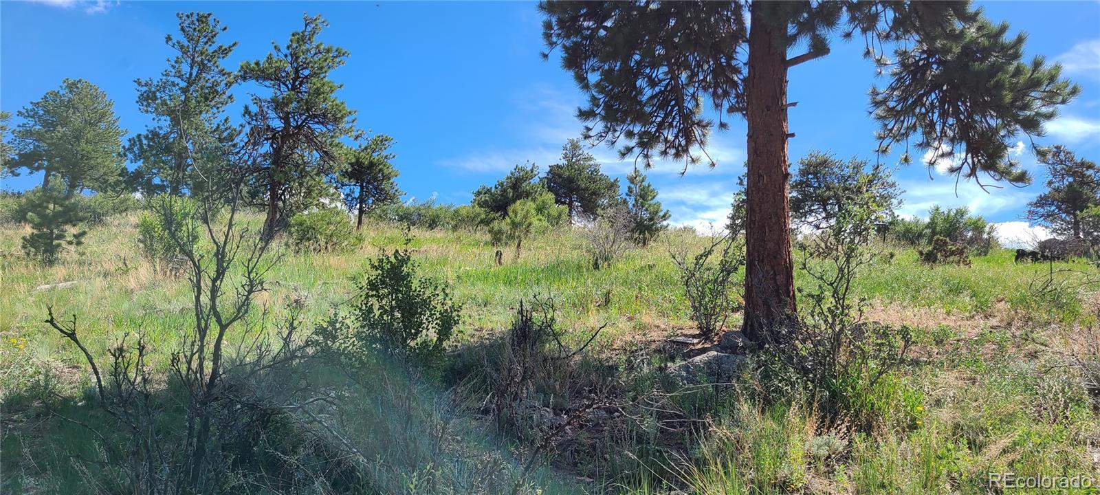 445 Rosalie Road Bailey, CO 80421 - Photo 9 of 21 a view of a lush green space