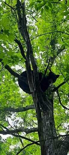 0 Hebbertsburg Road Crab Orchard, TN 37723 - Photo 22 of 49