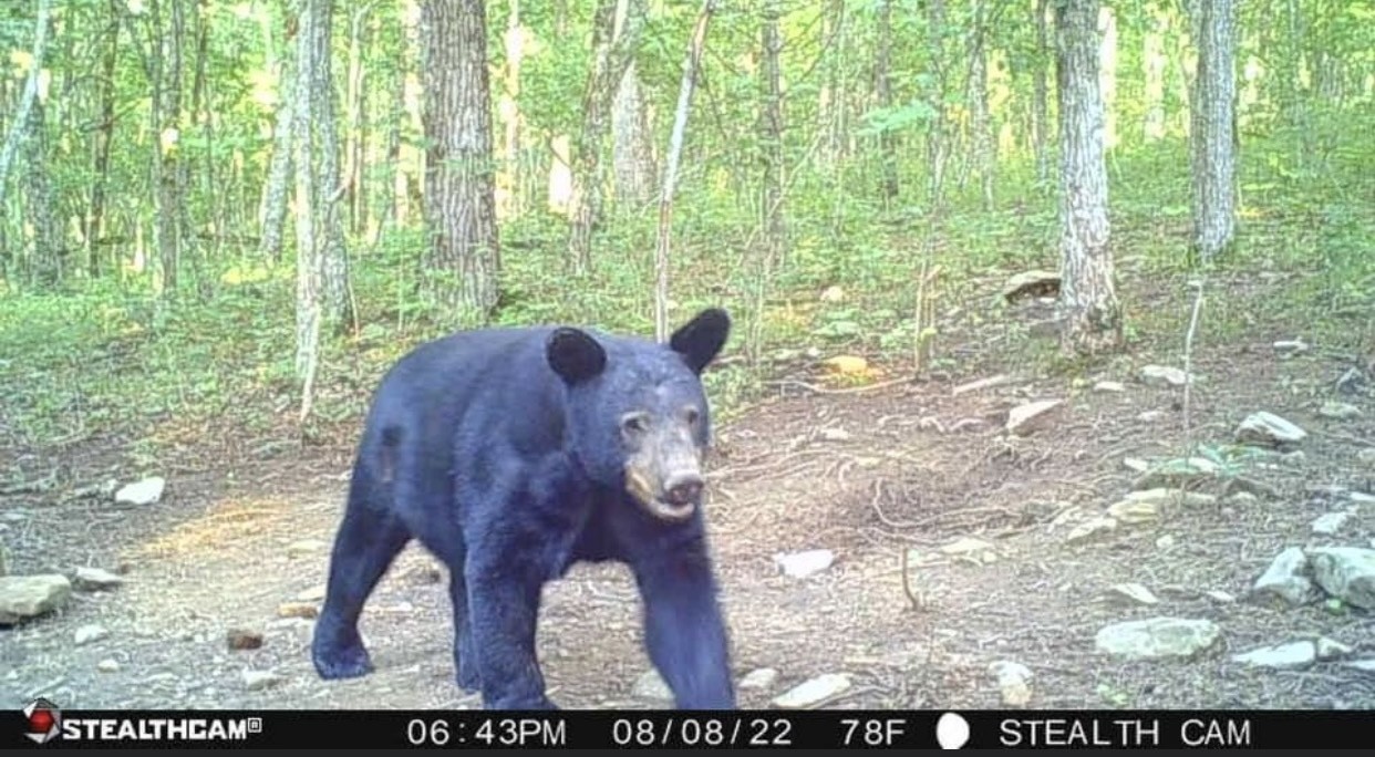 0 Hebbertsburg Road Crab Orchard, TN 37723 - Photo 47 of 49