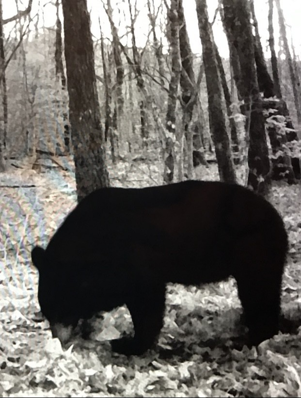 0 Hebbertsburg Road Crab Orchard, TN 37723 - Photo 48 of 49