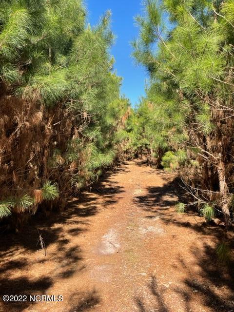 Plantation Pines