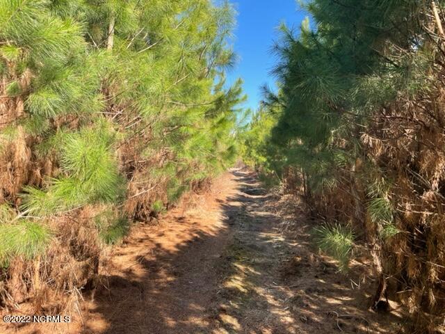 Planted plantation pines
