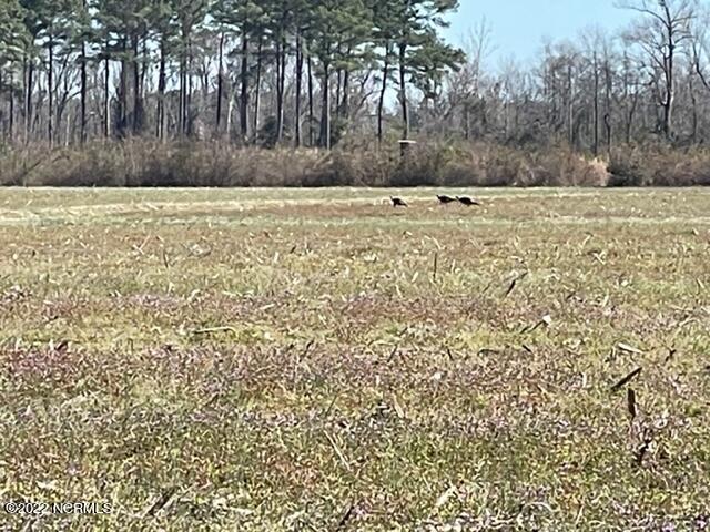 6550 Willard Road Willard, NC 28478 - Photo 8 of 10 Turkeys in the field next to property