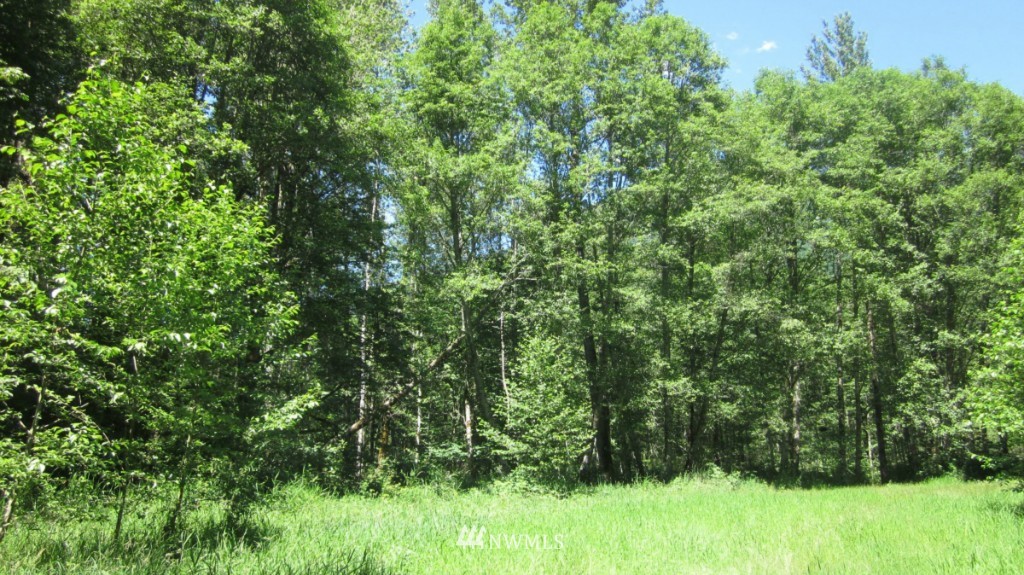 -xxx Cline Road Randle, WA 98377 - Photo 14 of 25 Gallery Image 14