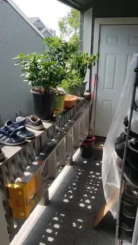 a view of a potted flower in a corridor