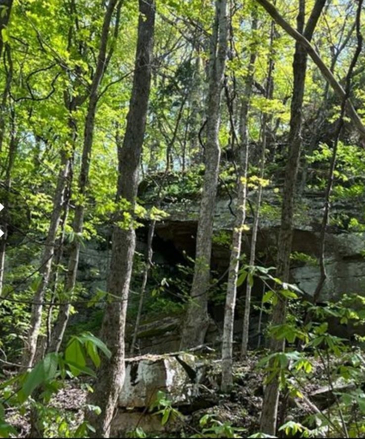 a backyard of a house with lots of plants and trees