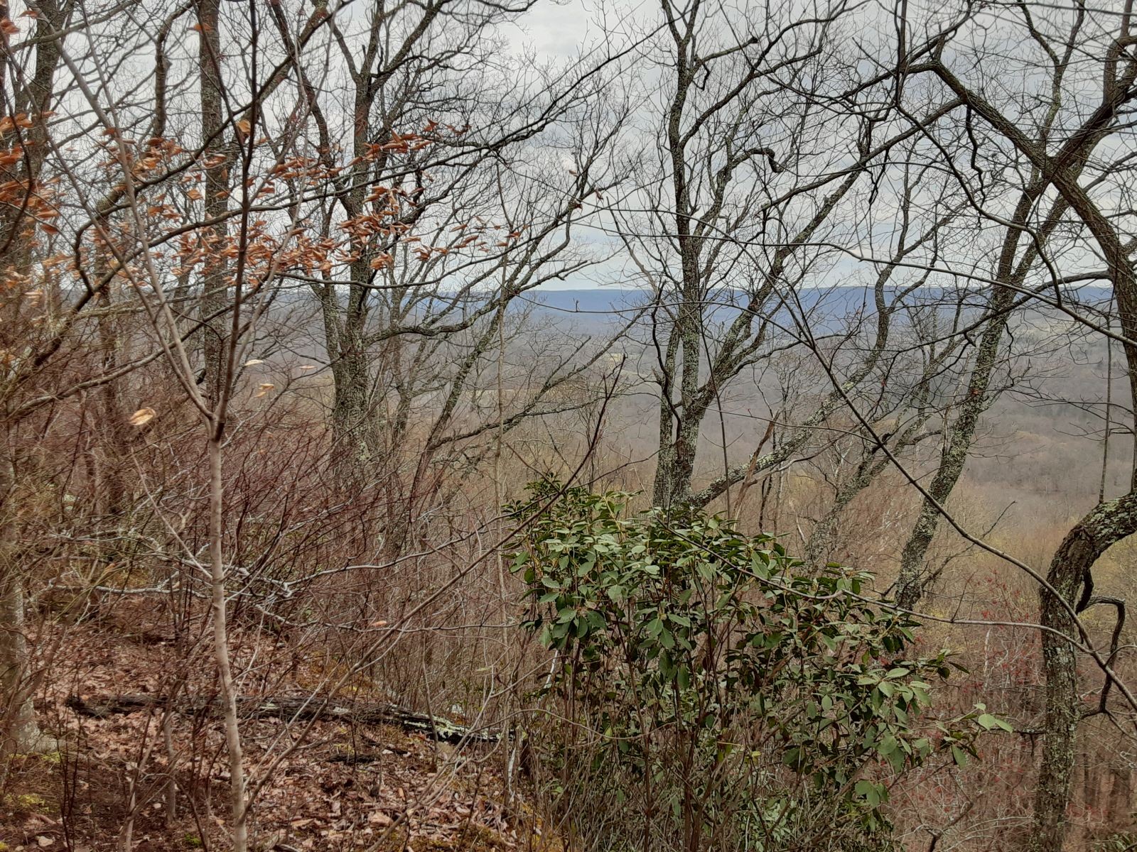 0 Sheep Bluff Road Cookeville, TN 38506 - Photo 2 of 10 a backyard of a house with lots of green space