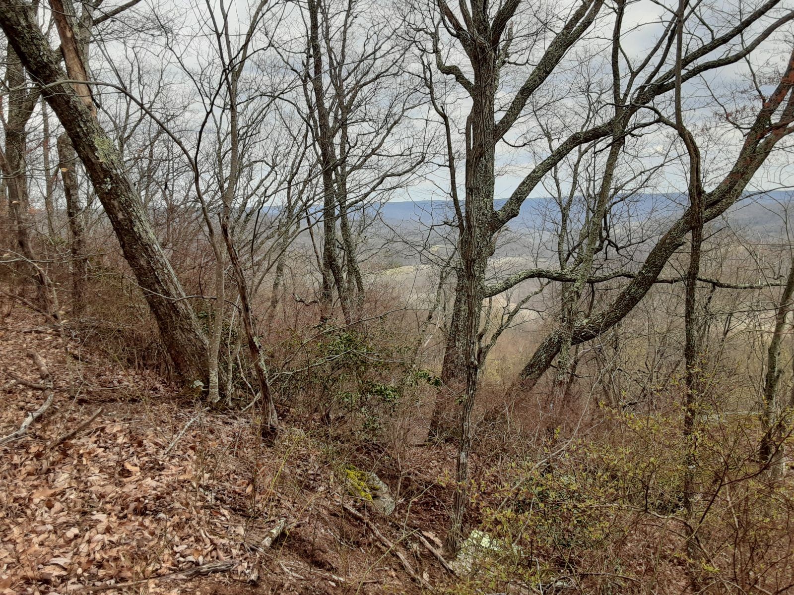 0 Sheep Bluff Road Cookeville, TN 38506 - Photo 4 of 10 a view of a forest with lots of trees