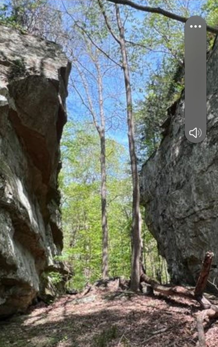 0 Sheep Bluff Road Cookeville, TN 38506 - Photo 7 of 10 a view of a yard with plants and large trees