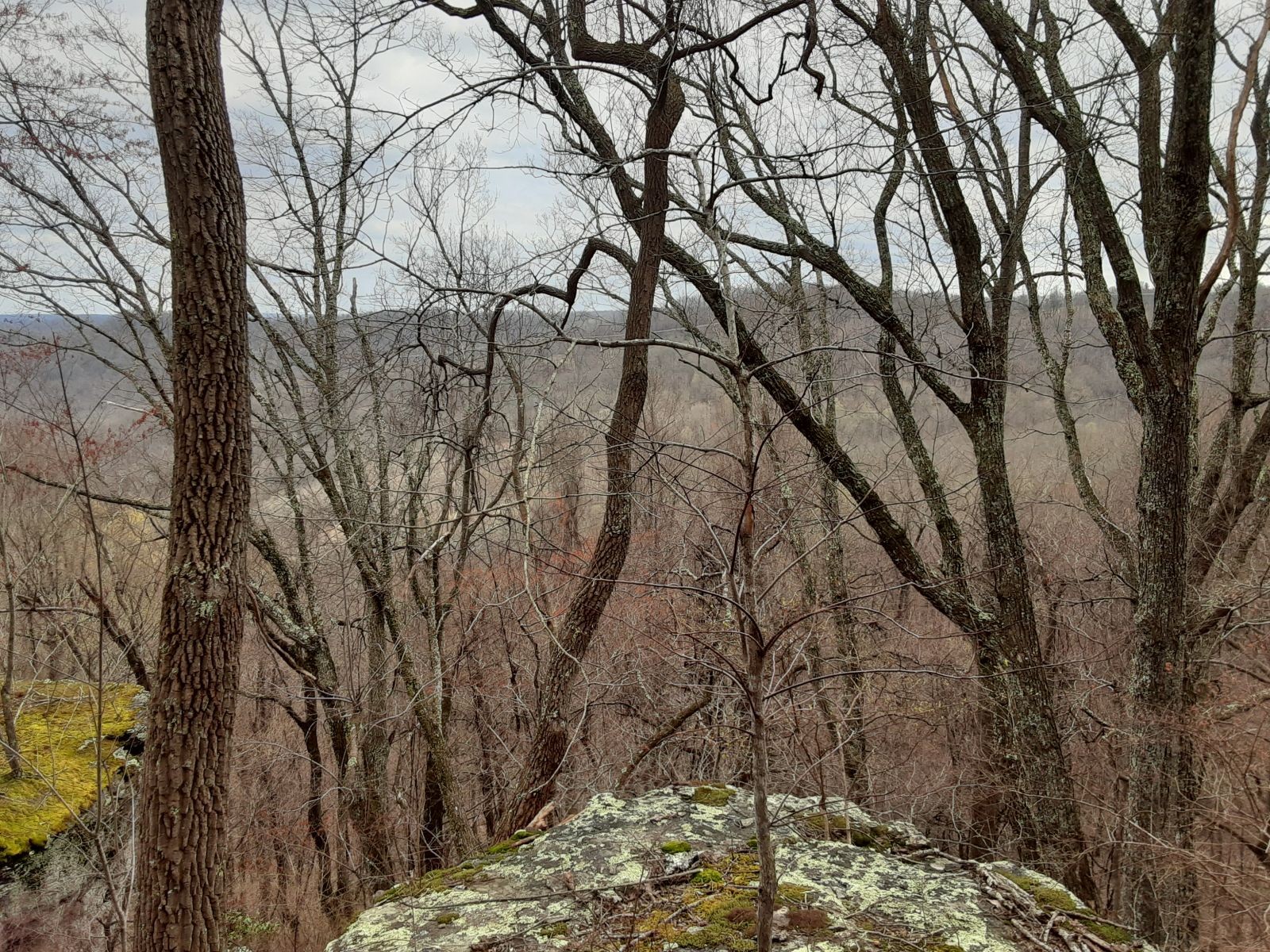 0 Sheep Bluff Road Cookeville, TN 38506 - Photo 10 of 10 a view of a yard