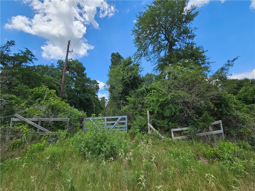 3634 Luthe Road Anderson, TX 77830 - Photo 3 of 18 a backyard of a house with lots of green space