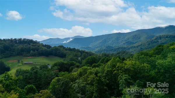 a view of a lush green forest with large trees