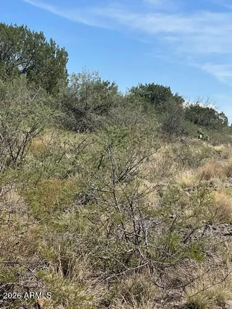 a view of a forest with trees in the background