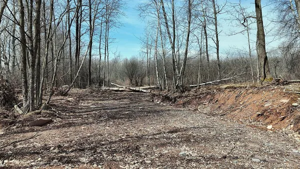 a view of a dry yard with trees