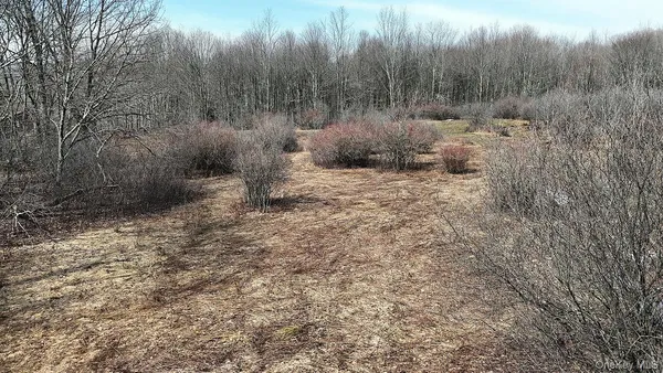 a view of a dry yard with trees