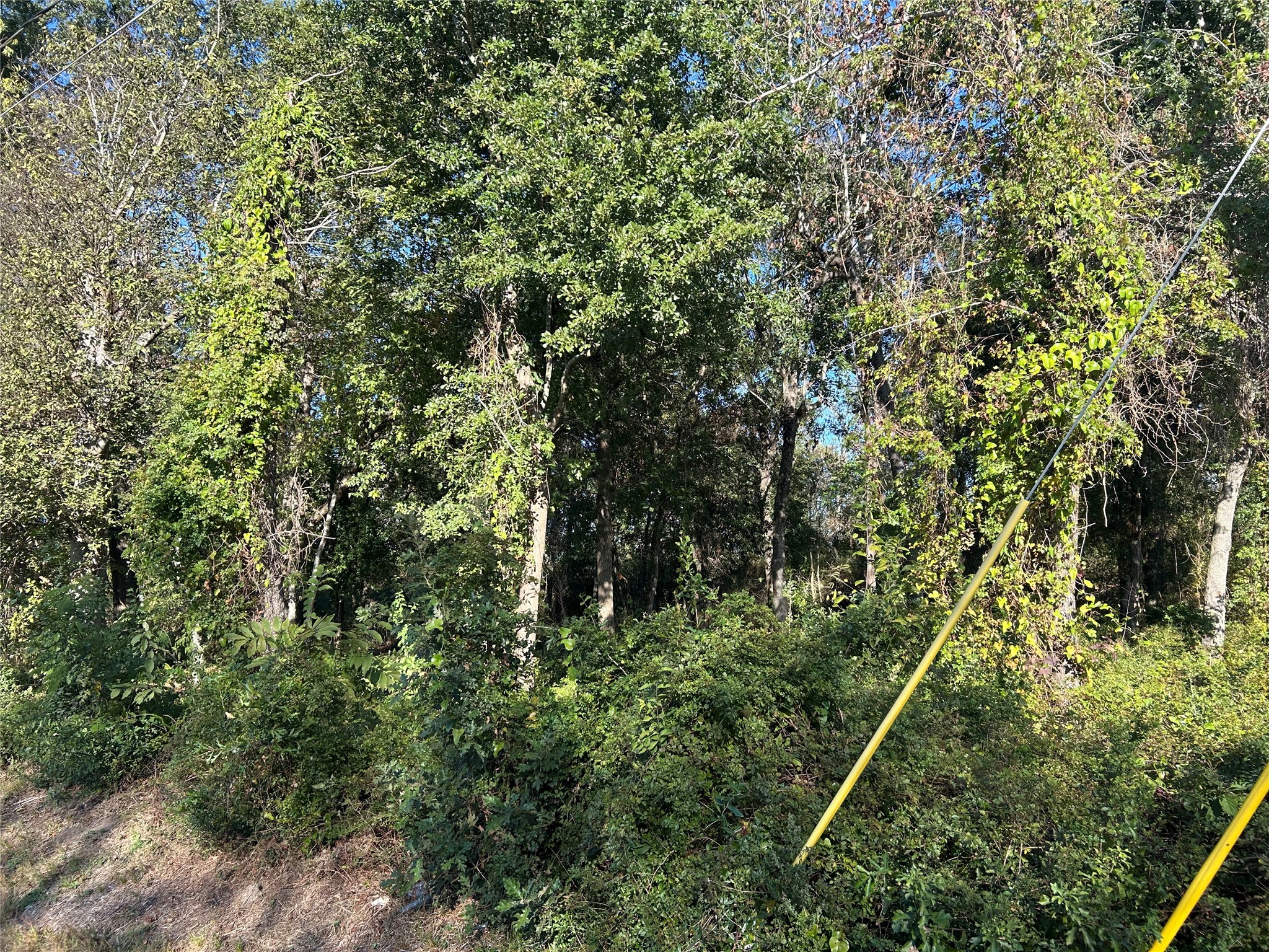 402 Wells Spring, TX 77373 - Photo 7 of 9 a view of a forest with a tree