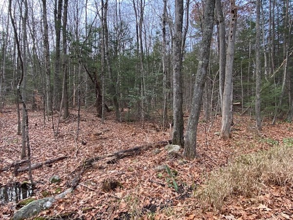 Lot 55 Wendell Road New Salem, MA 01355 - Photo 5 of 7 a view of a forest with lots of trees