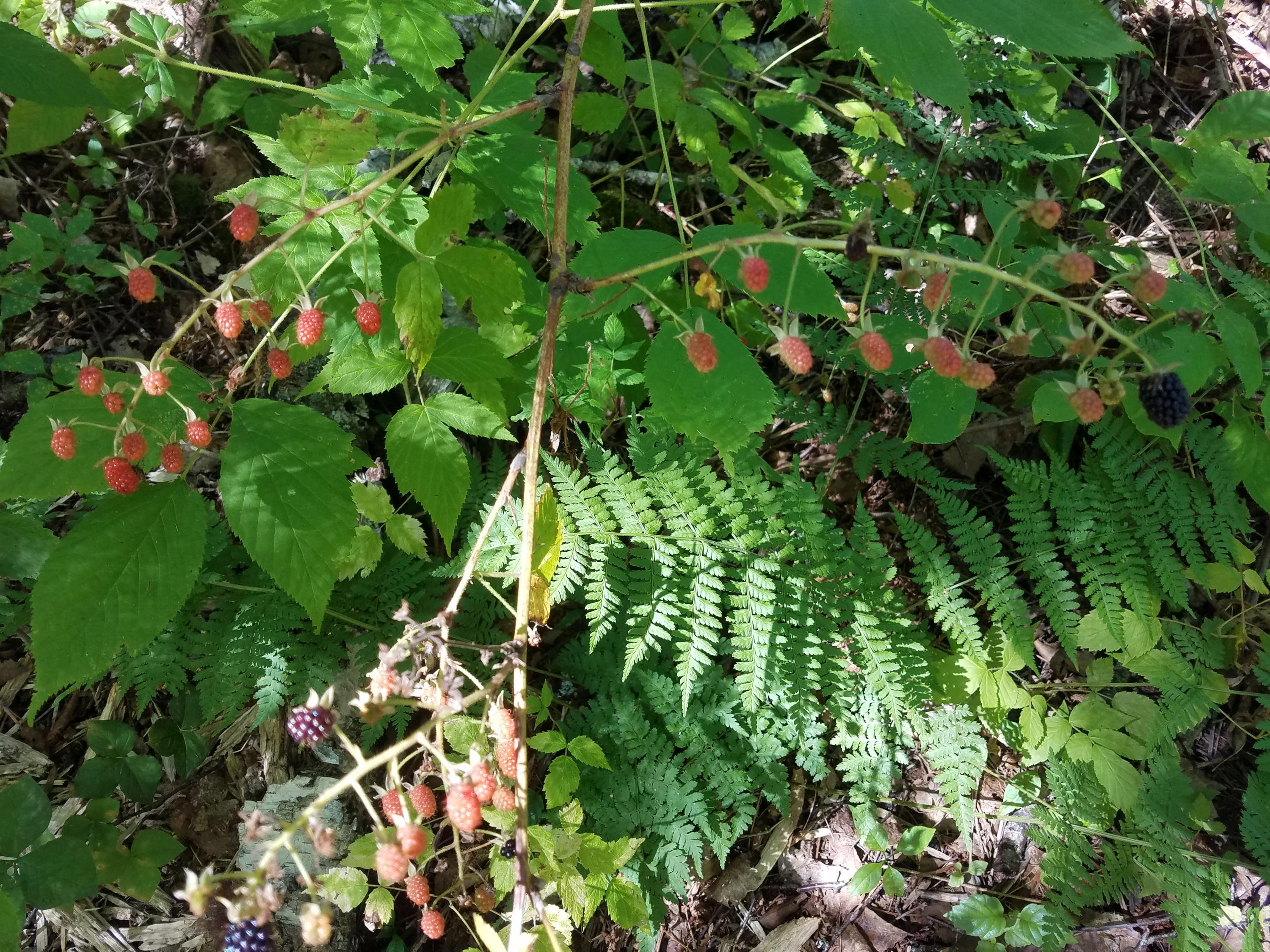 0 Ledge Road South Thomaston, ME 04858 - Photo 12 of 18 20190905_142039