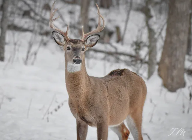 $395,000 | 550 Carl Dixon Lane, Gainesboro, TN 38562