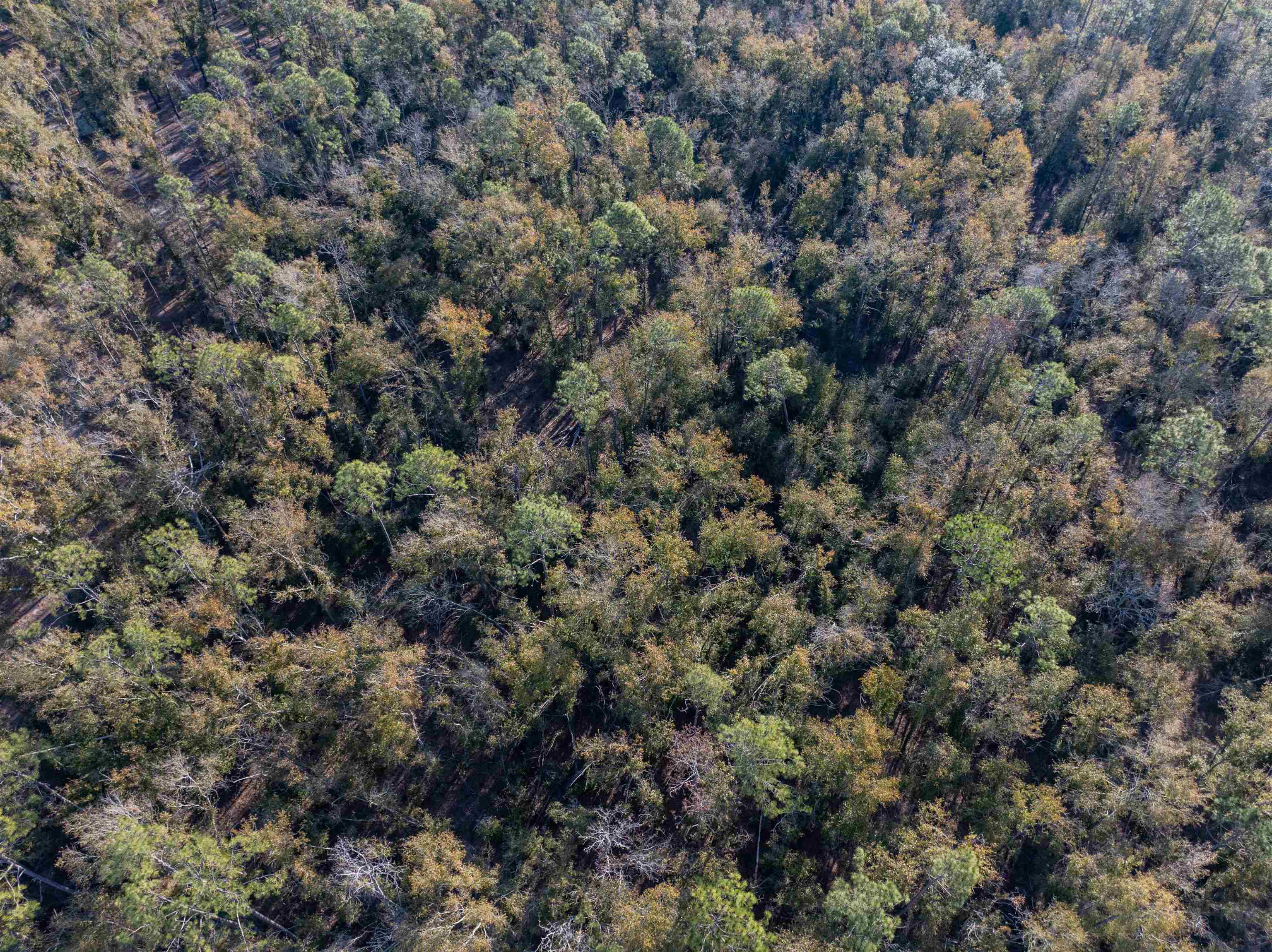 Vacant 193rd Road Live Oak, FL 32060 - Photo 5 of 11