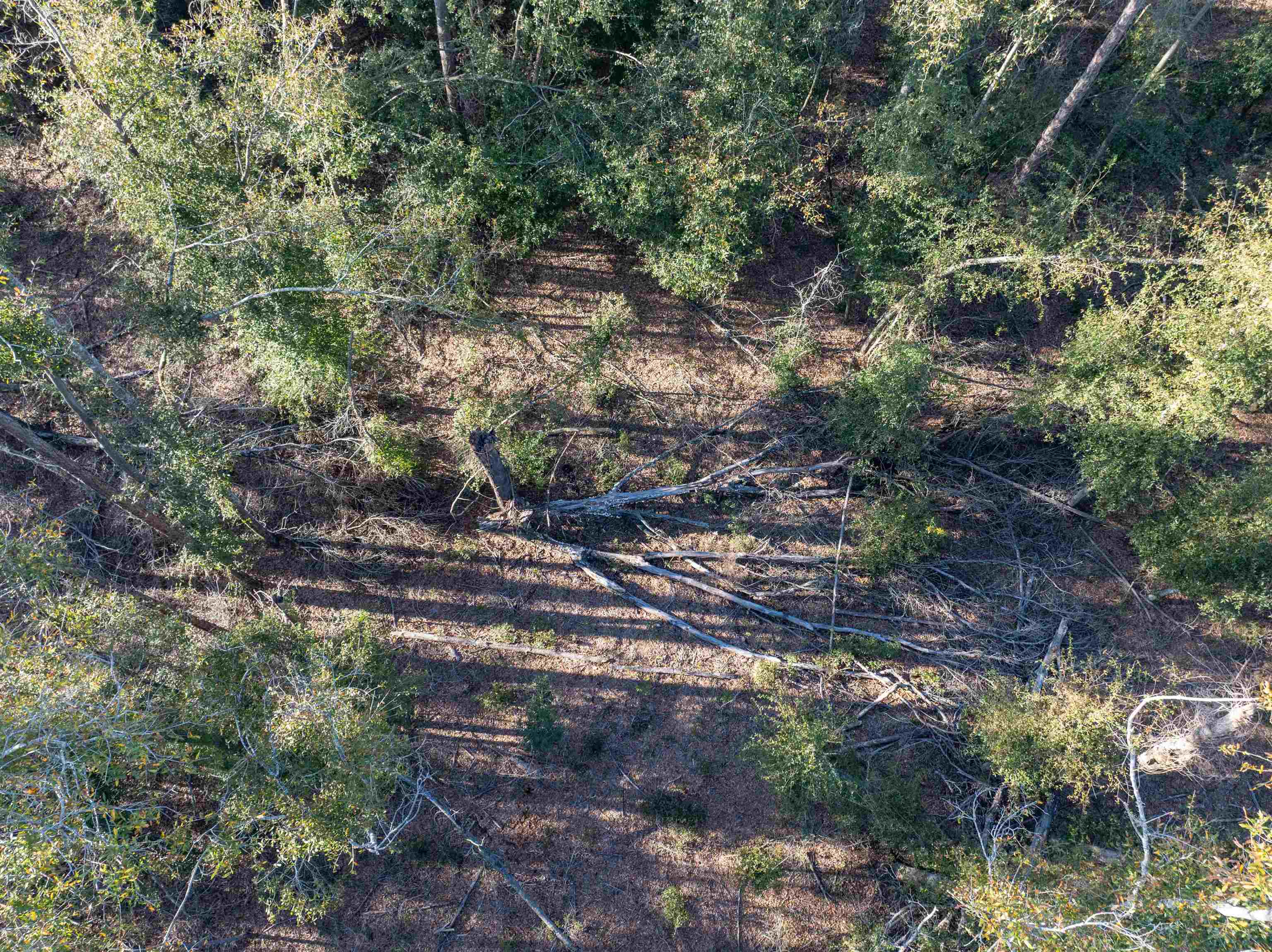 Vacant 193rd Road Live Oak, FL 32060 - Photo 7 of 11