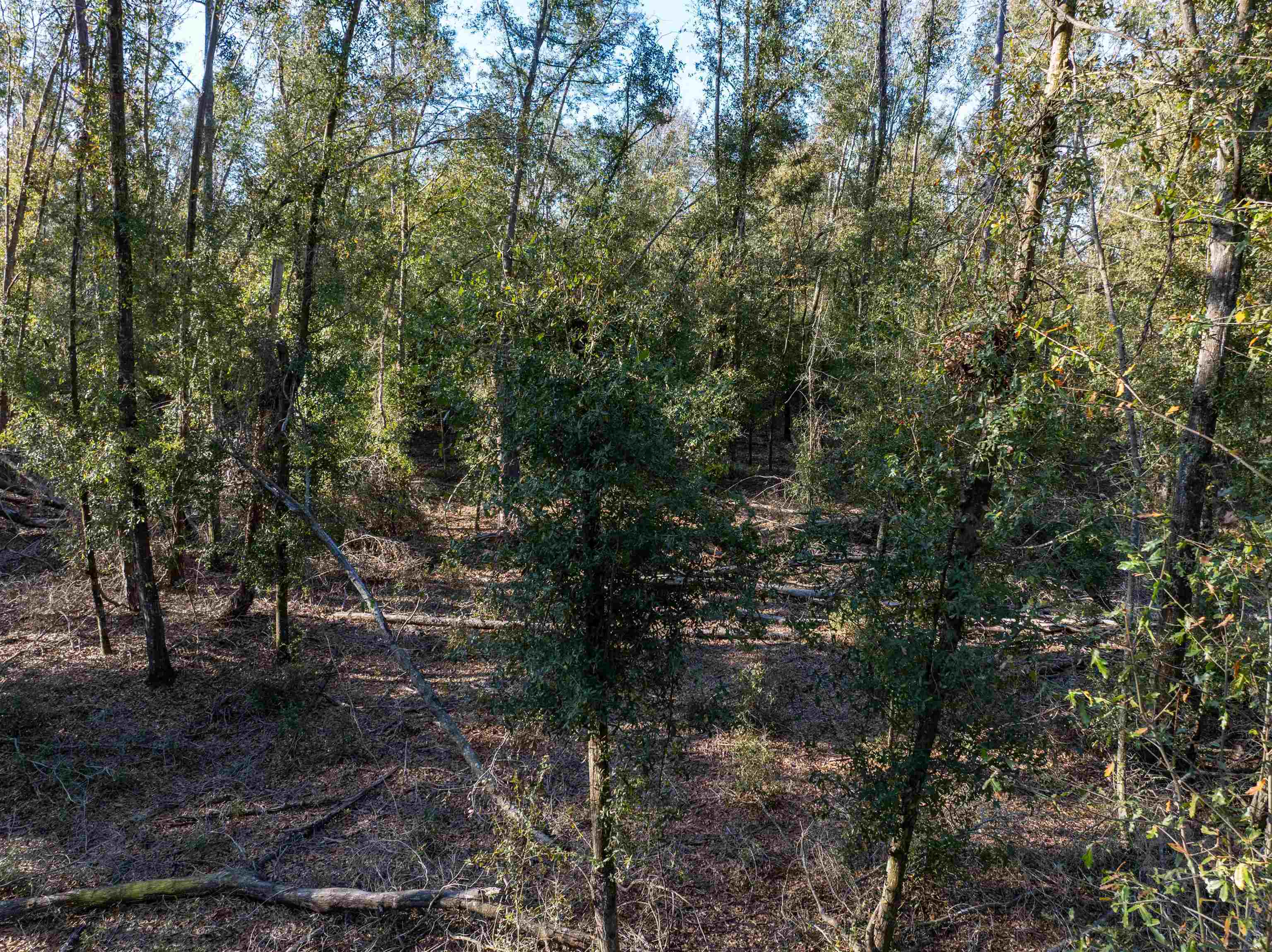 Vacant 193rd Road Live Oak, FL 32060 - Photo 8 of 11