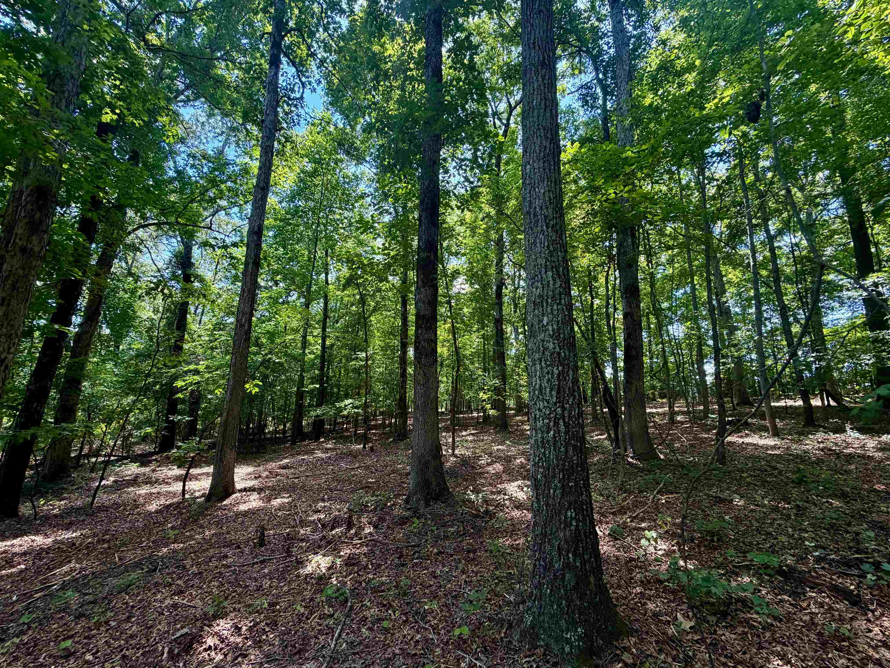 40.37-ac Smyrna Road Somerville, TN 38068 - Photo 8 of 16