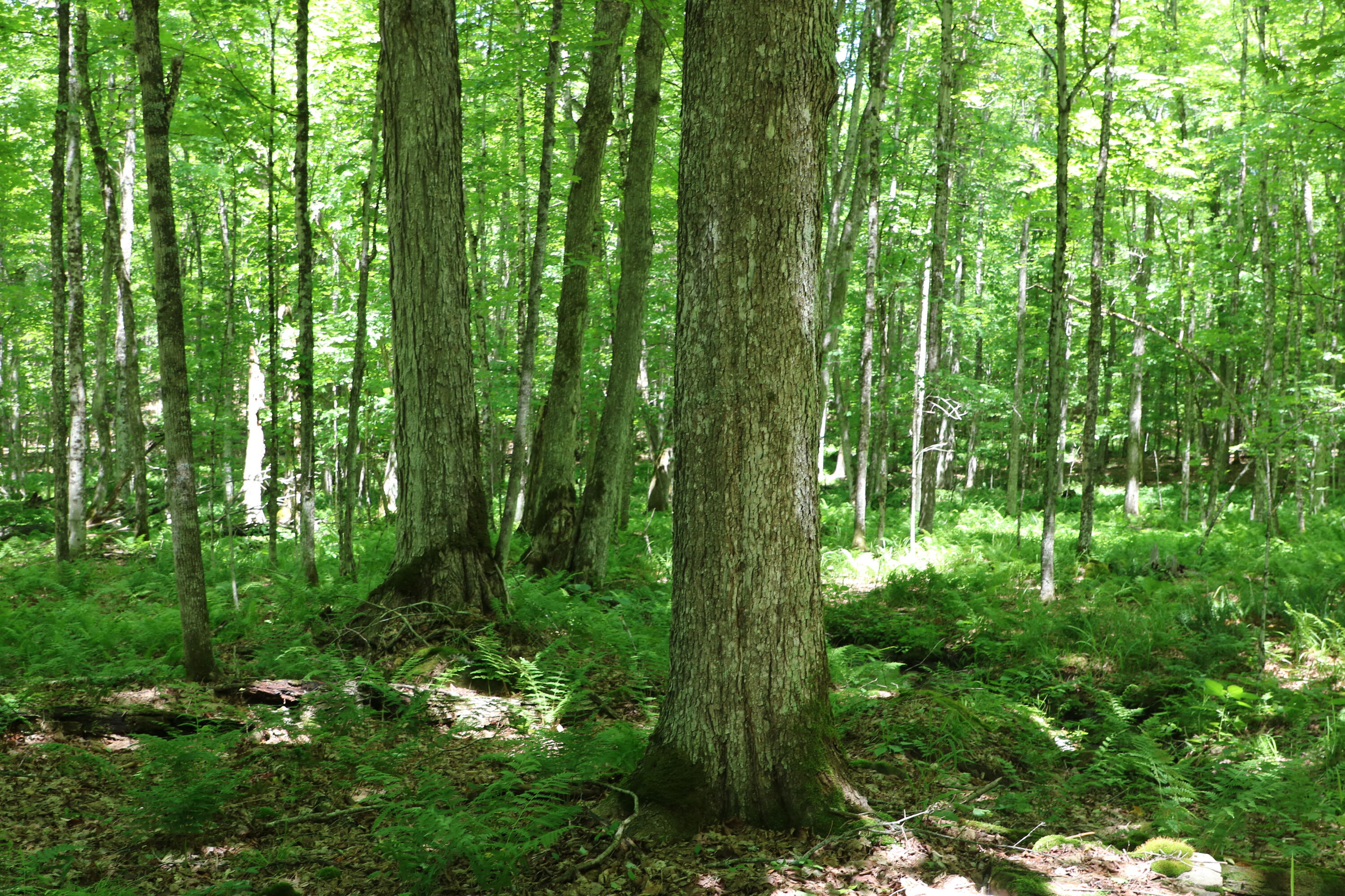 733 Ore Bed Road Black Brook, NY 12912 - Photo 26 of 38