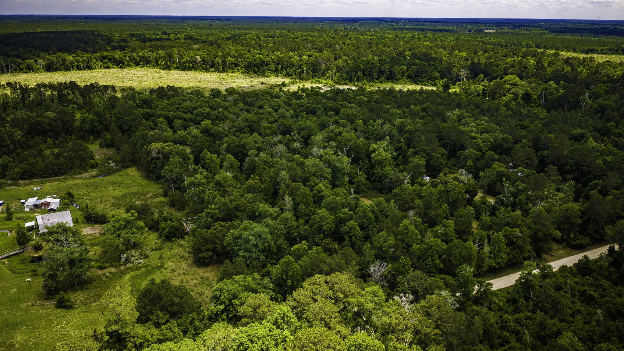5800 Outlaw Bend Road Livingston, TX 77351 - Photo 4 of 29 a view of a big yard with plants and large trees