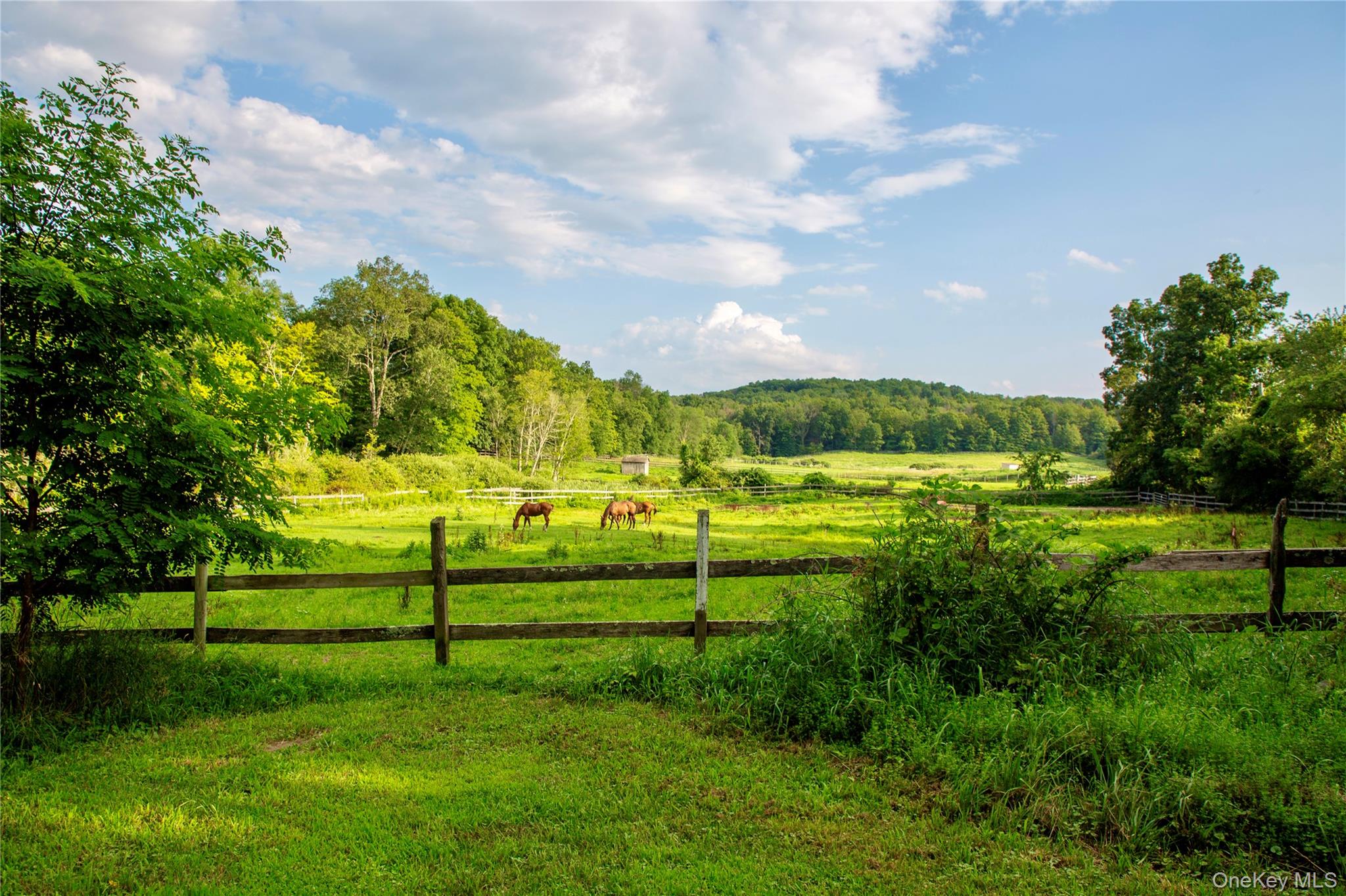 729 Cold Spring Road Stanfordville, NY 12581 - Photo 30 of 47 a view of a park with large trees