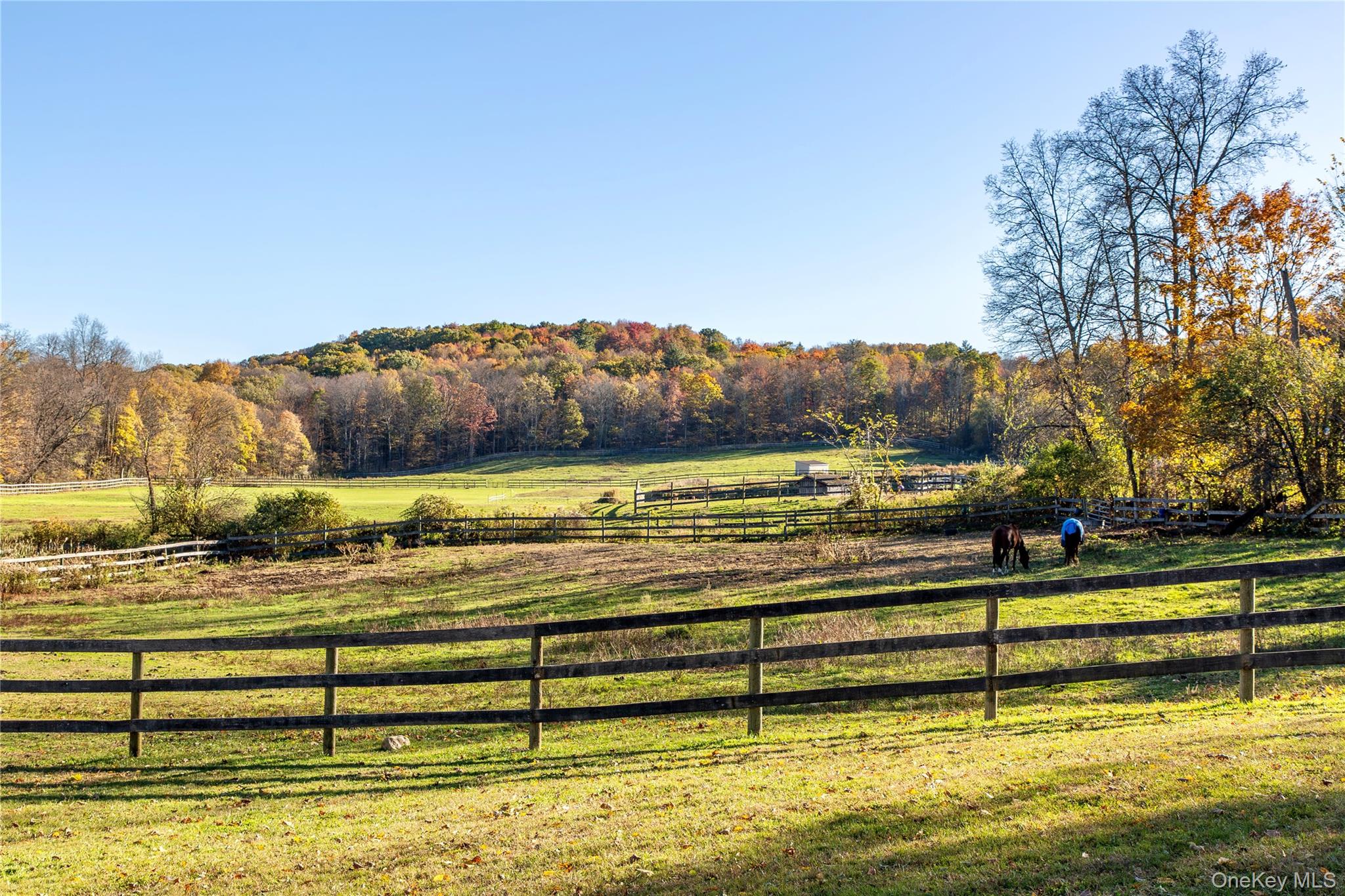 729 Cold Spring Road Stanfordville, NY 12581 - Photo 44 of 47 View of yard with a view of countryside and a view of trees