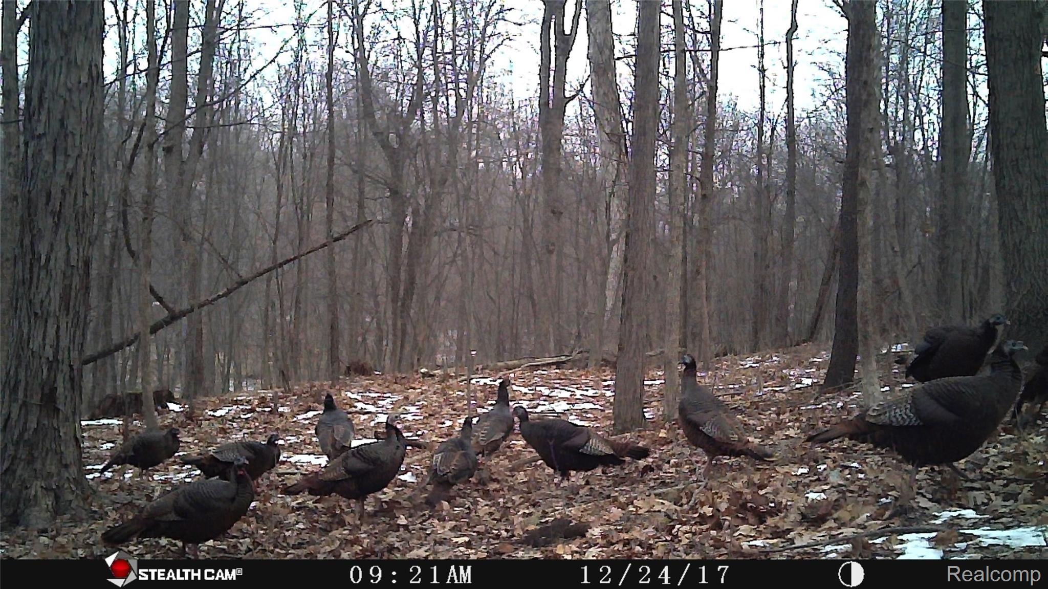 3343 Brewer Road Howell, MI 48855 - Photo 38 of 38 turkey.JPG