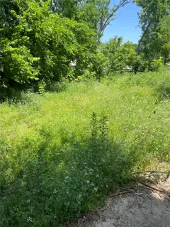 a view of a yard with plants and a large tree