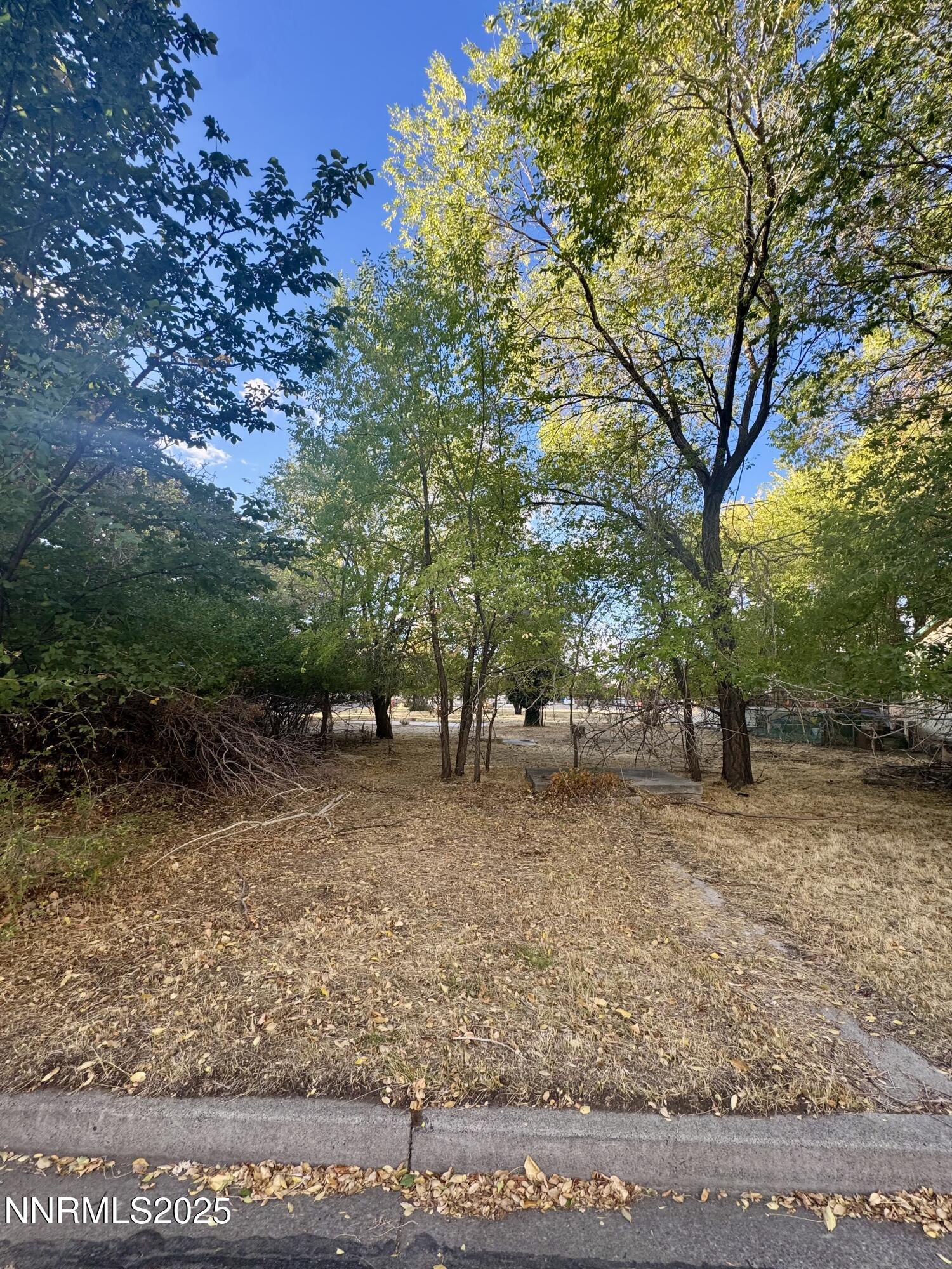 a view of a yard with plants and trees