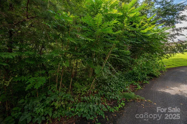 a view of a lush green forest