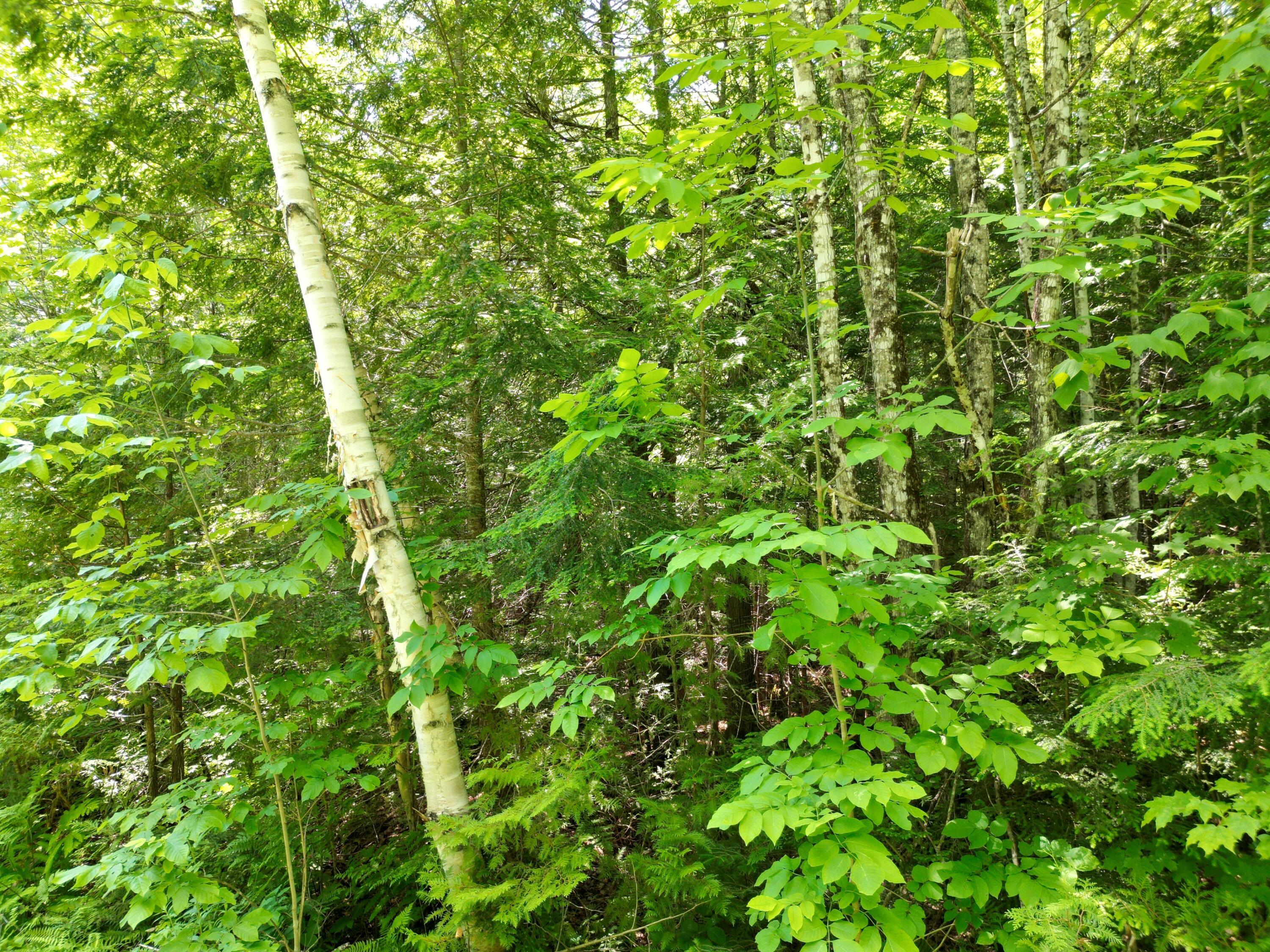 Lot 7 Dirty Glove Road Springfield, ME 04487 - Photo 13 of 20 DJI_0802