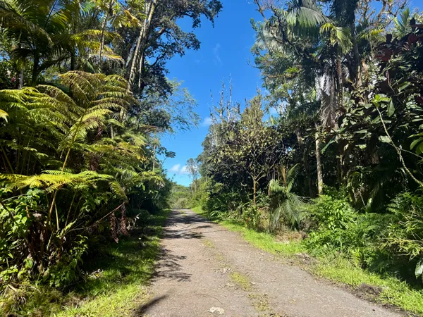 a view of street with lots of trees