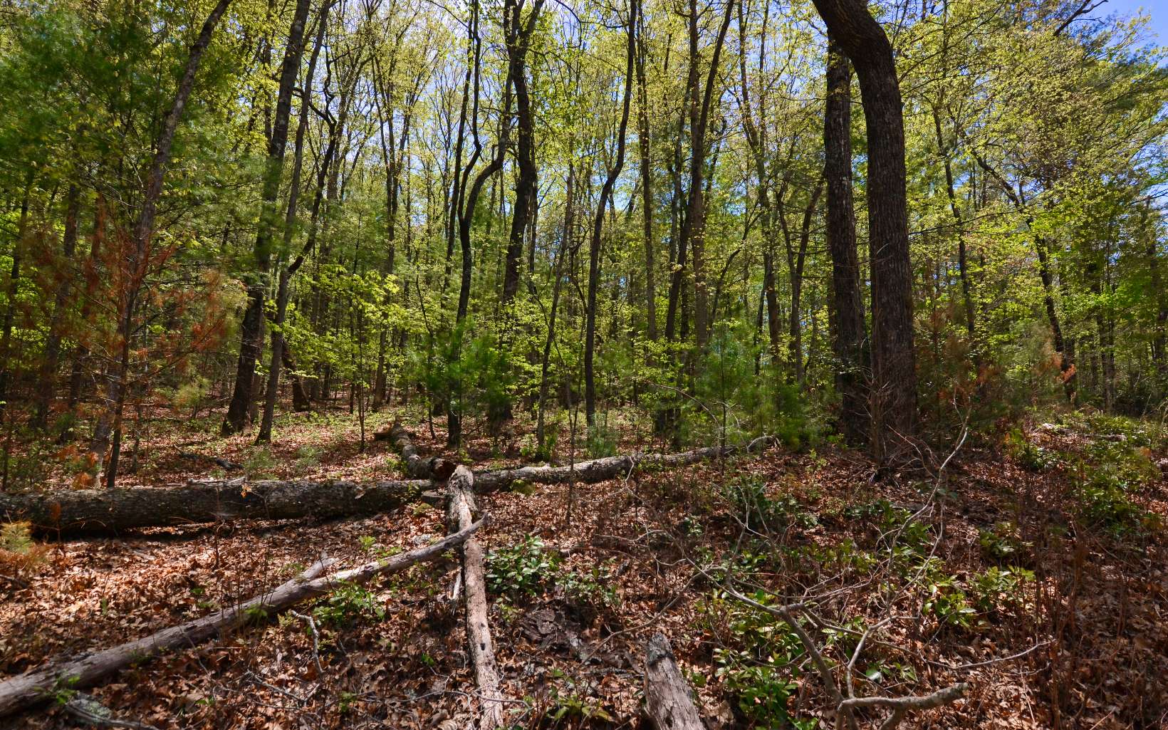 Longs Road Blue Ridge, GA 30513 - Photo 2 of 13 Additional View