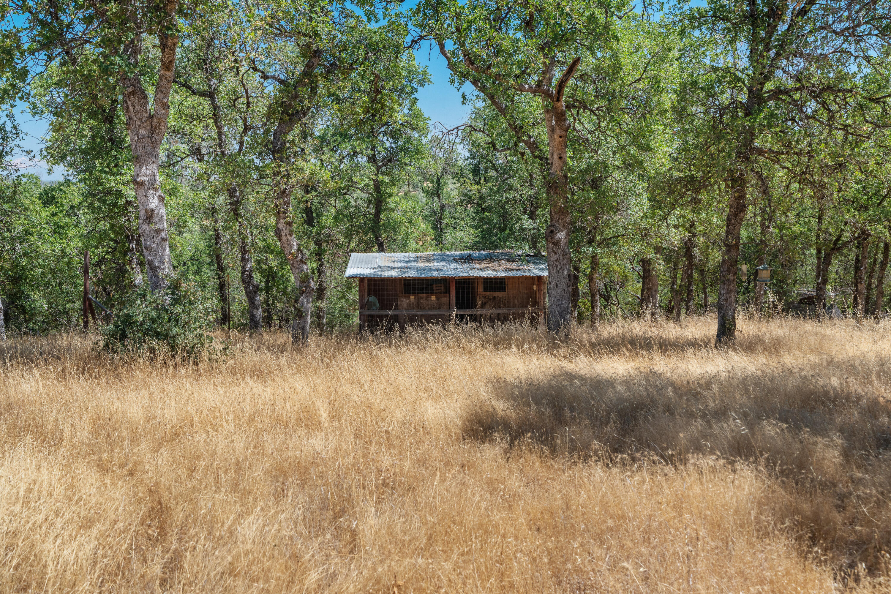 16720 Blue Oak Road Cottonwood, CA 96022 - Photo 26 of 35 a view of a forest with a tree