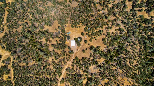 a close up of a plant