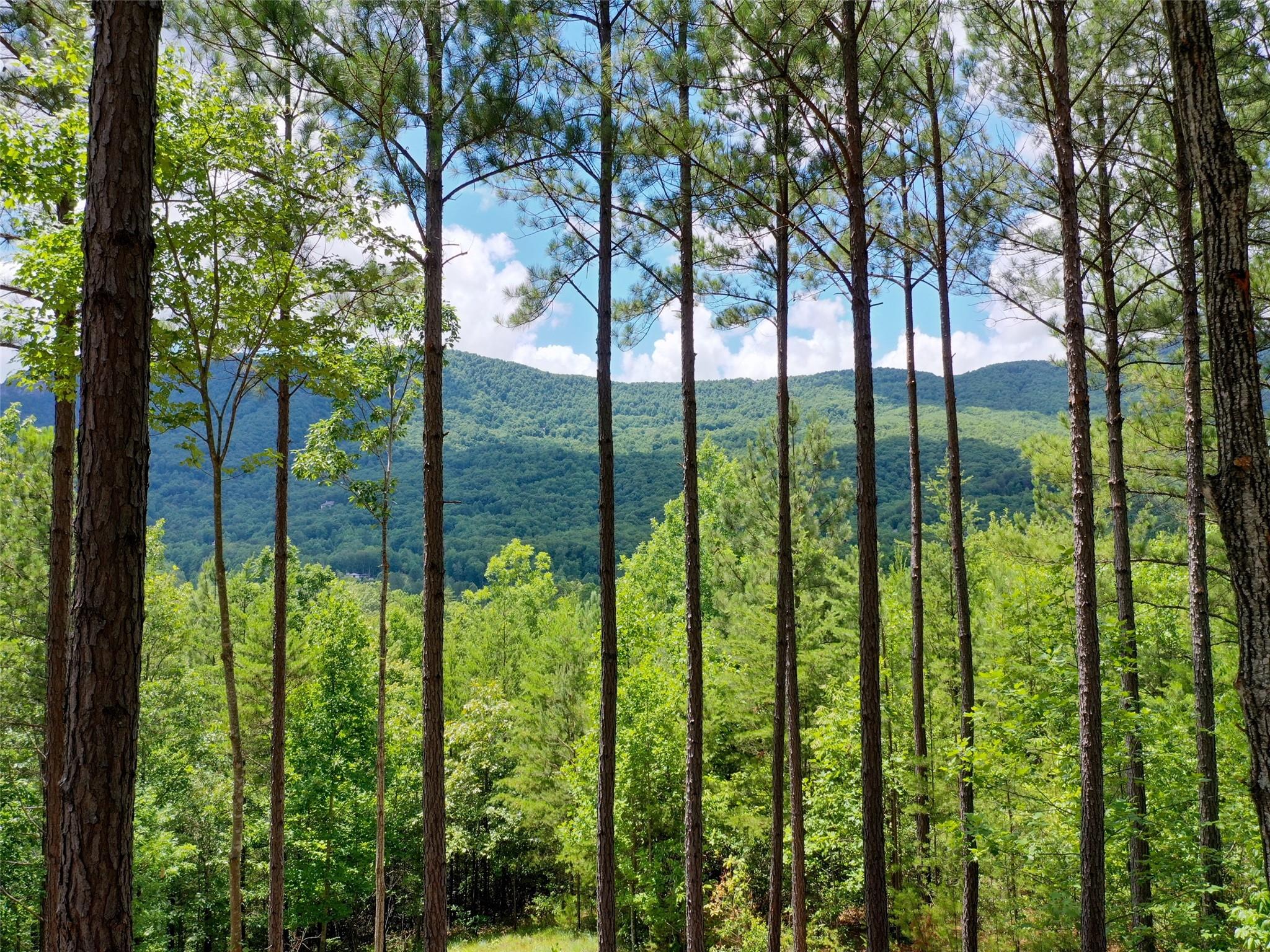 31 Deep Gap Farm Road East Mill Spring, NC 28756 - Photo 2 of 11